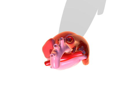 Heart 3D Model