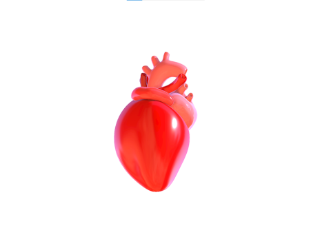 Heart 3D Model