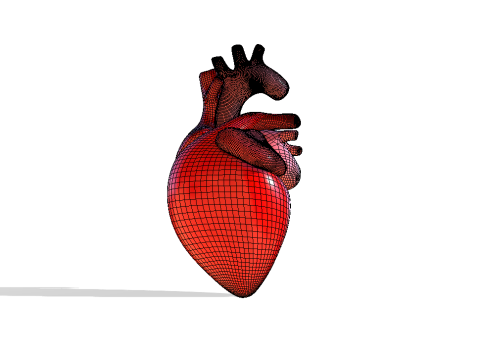 Heart 3D Model