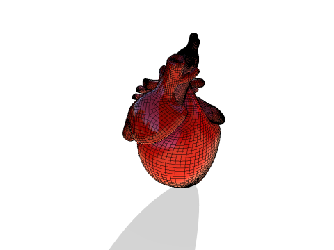 Heart 3D Model