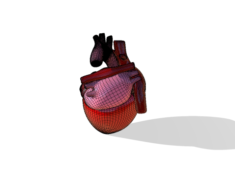 Heart 3D Model
