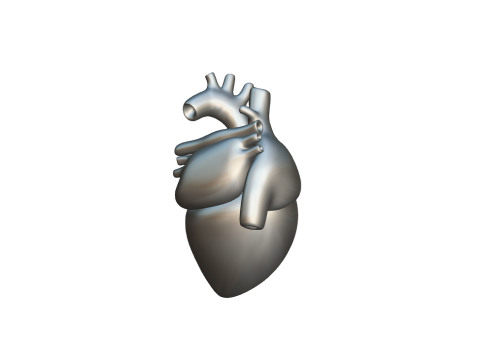 Heart 3D Model
