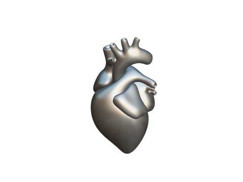 Heart 3D Model