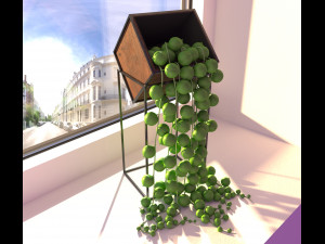 Succulent senecio rowleyanus 3D Model
