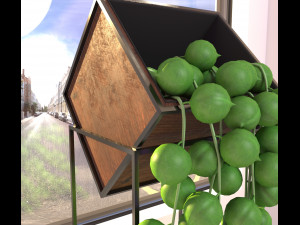 Succulent senecio rowleyanus 3D मॉडल
