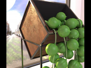 Succulent senecio rowleyanus 3D Model