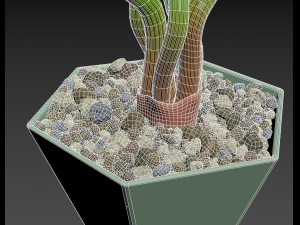 Succulent Trachyandra 3D Model