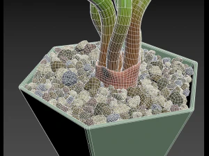 Succulent Trachyandra 3D Model