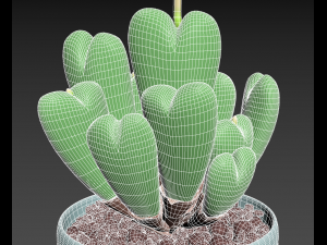 Conophytum succulent 3D Модель