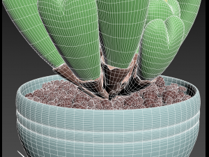 Conophytum succulent 3D Модель