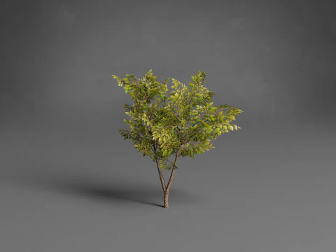 Stilisierte B&auml;ume Low-Poly 3D Modell