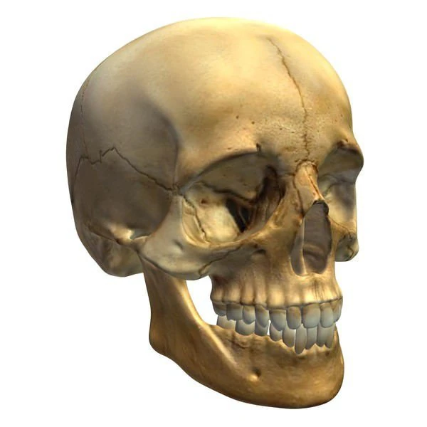 Skull 3D Model .c4d .max .obj .3ds .fbx .stl .blend 