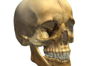 頭蓋骨 3Dモデル