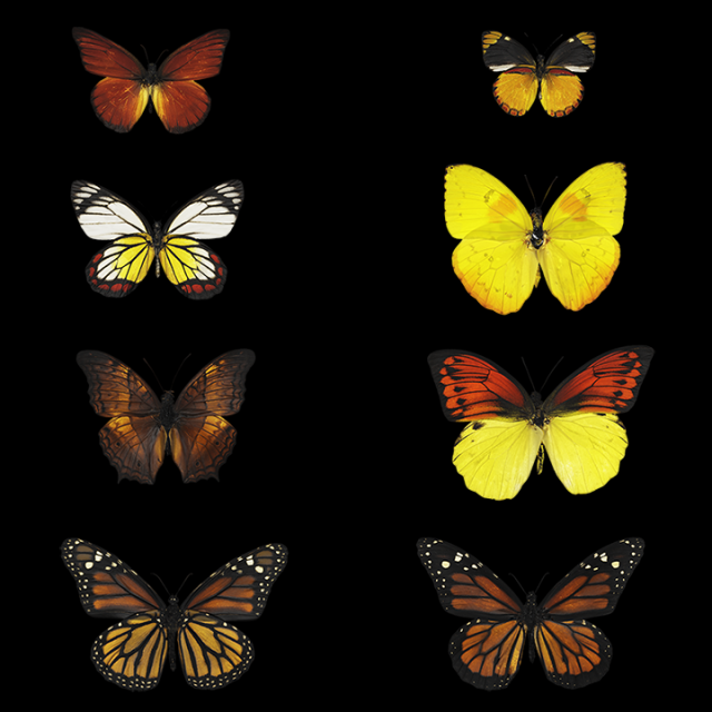 Butterfly 3D Model .c4d .max .obj .3ds .fbx .stl .blend 