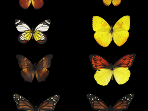 Butterfly 3Dモデル