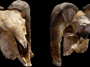 Tiersch&auml;del 3D Modell