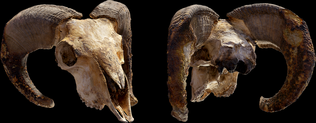 Animal skull 3D Model in Fantasy 3DExport
