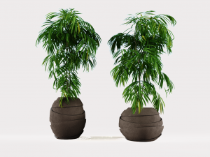 Decorative plants 3D Model