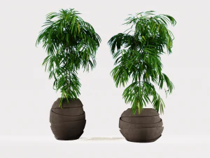 Decorative plants 3D Model