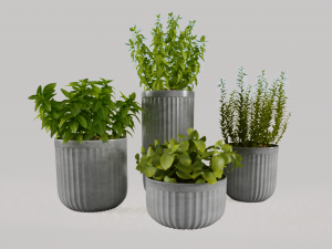 Decorative plants 3D Model