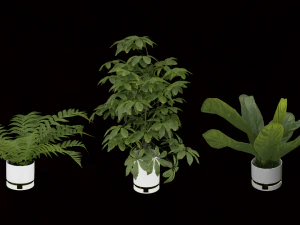 Vase indoor plant Collection 3D Model