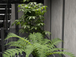 Vase indoor plant Collection 3D Model