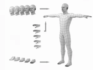 Maschio naturale nella posa T in 5 topologie Modello 3D