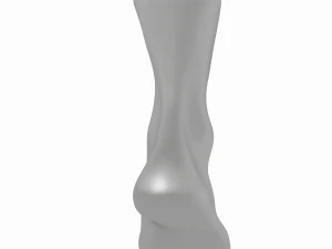 Male Realistic Feet Base Mesh 3D Model