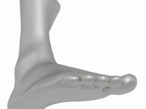 Male Realistic Feet Base Mesh 3D Model