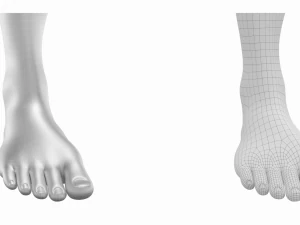 Piedi umani in posizione eretta Maglia di base Modello 3D