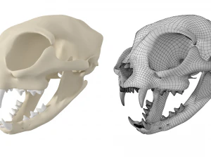 Cr&acirc;nio de gato Modelo 3D