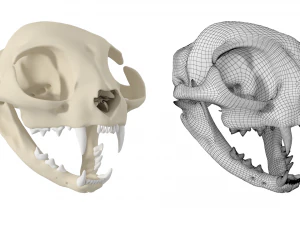 Cr&acirc;nio de gato Modelo 3D