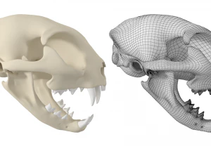 Cr&acirc;nio de gato Modelo 3D