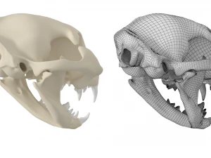 Cr&acirc;nio de gato Modelo 3D