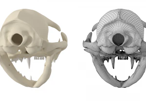 Cr&acirc;nio de gato Modelo 3D