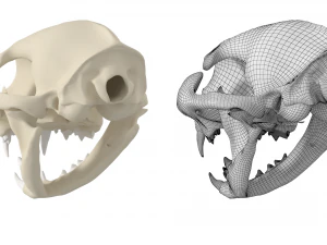 Cr&acirc;nio de gato Modelo 3D