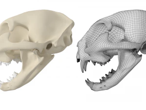 Cr&acirc;nio de gato Modelo 3D