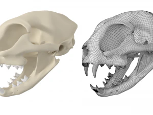 Cr&acirc;nio de gato Modelo 3D