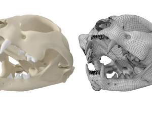 Cr&acirc;nio de gato Modelo 3D