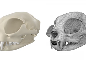 Cr&acirc;nio de gato Modelo 3D