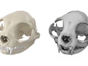 Cr&acirc;nio de gato Modelo 3D