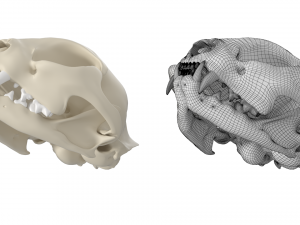 Cat Skull 3Dモデル