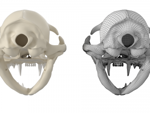Cat Skull 3Dモデル