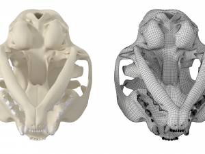 Cat Skull 3Dモデル
