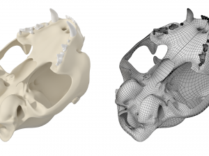 Cat Skull 3Dモデル