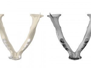 Cat Skull 3Dモデル