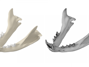 Cat Skull 3Dモデル