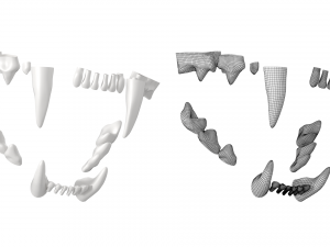 Cat Skull 3Dモデル