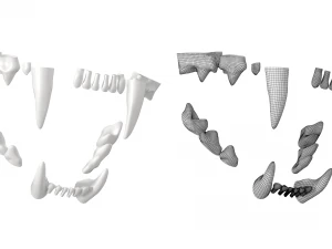 Cr&acirc;nio de gato Modelo 3D