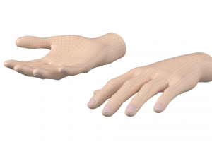 Female Hand Base Mesh 01 3D Model